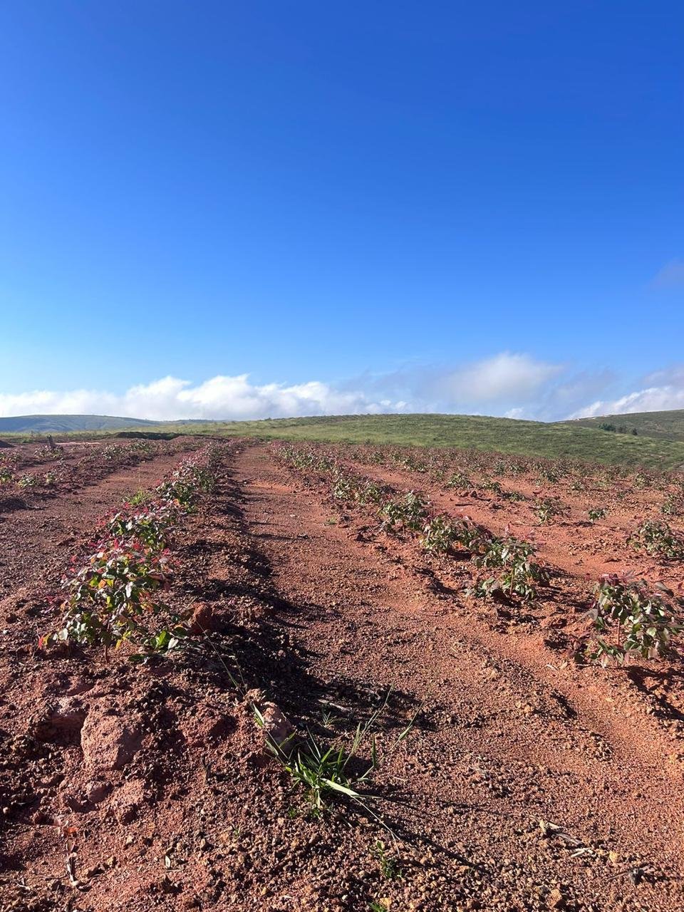 Cultivo